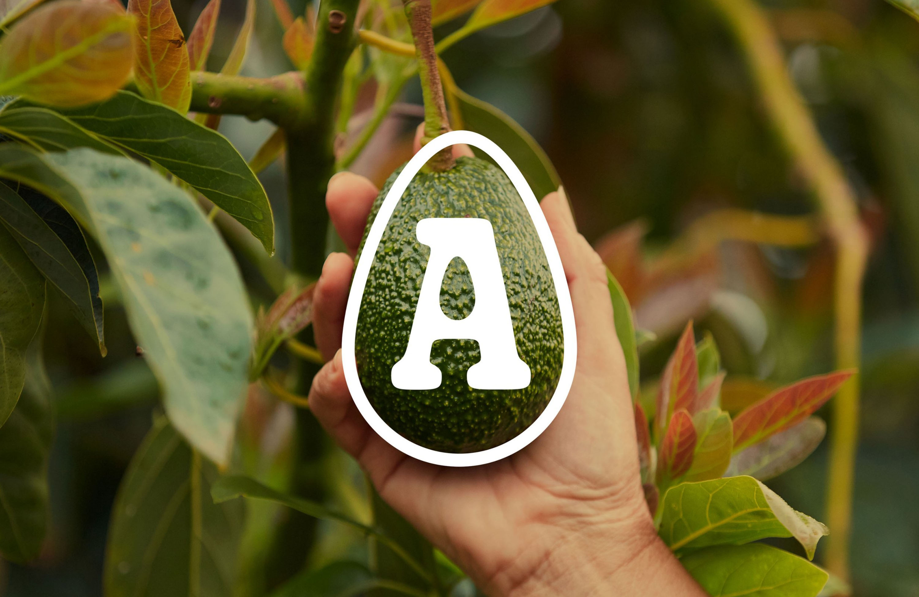 The Avocado Thottie Leak: A Case Study - 6dh81it