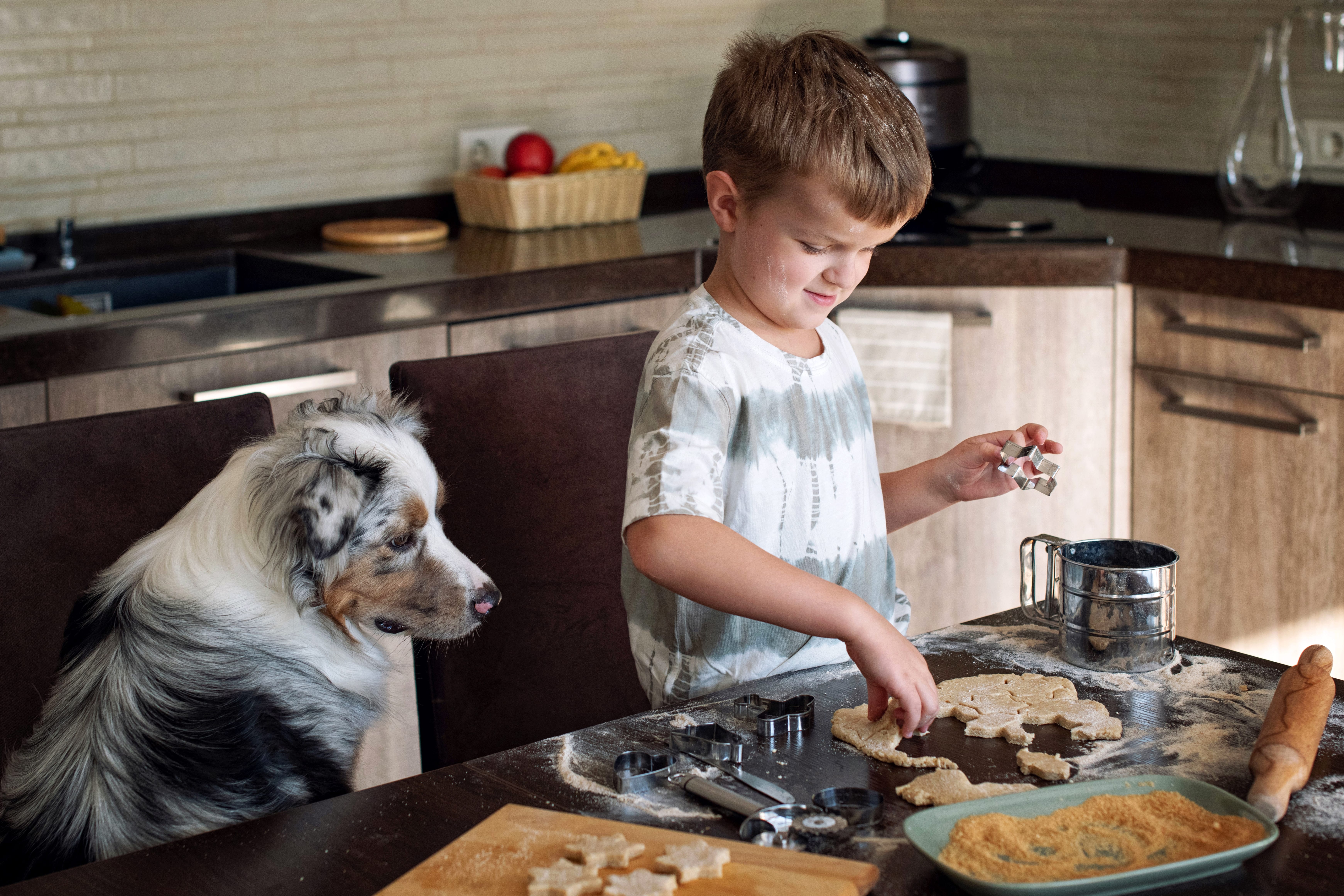 A boy with a dog prepares Christmas cookies. Australian shepherd dog sitting at the table.