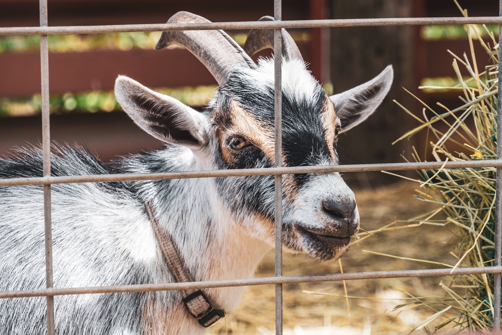 Top goat fencing options strength, effectiveness, and cost comparison