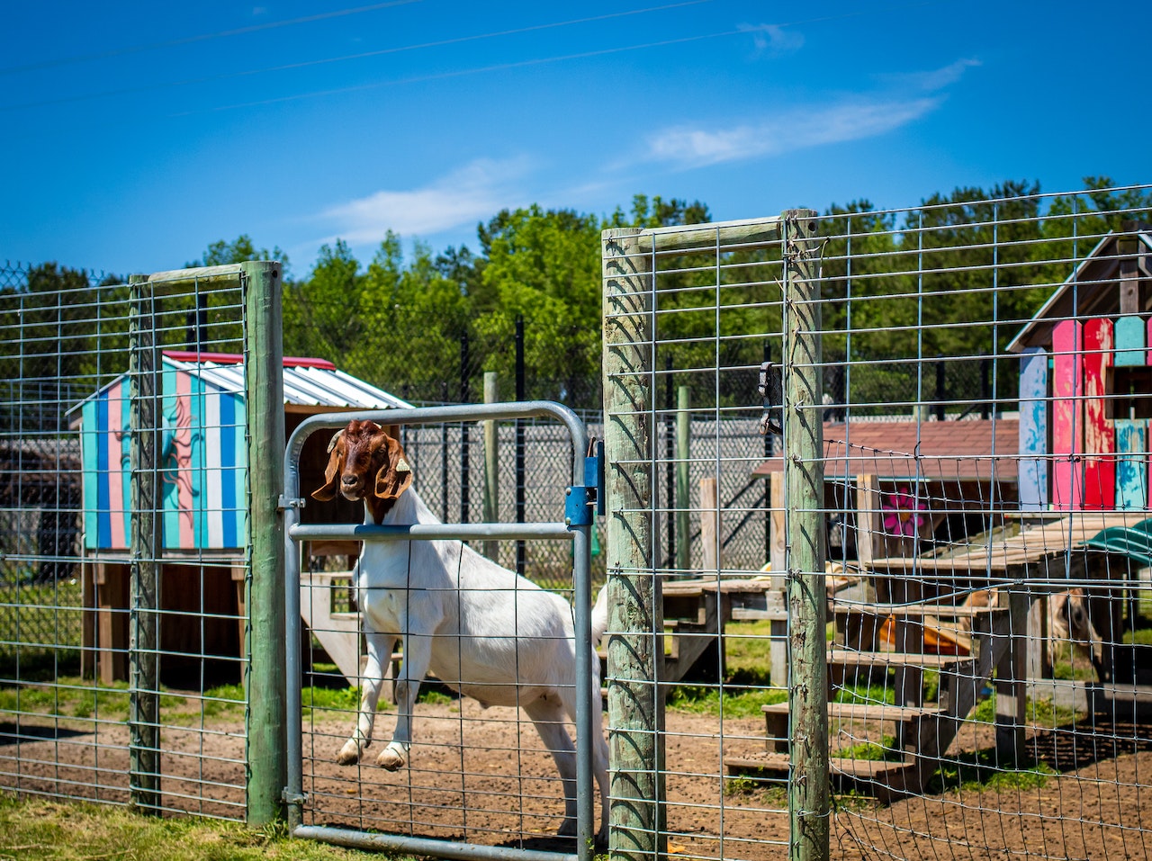Top goat fencing options strength, effectiveness, and cost comparison