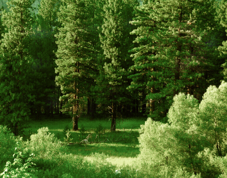 Project - Donate X Webflow Template