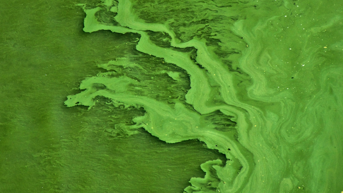Everything you need to know about toxic algae · Wild