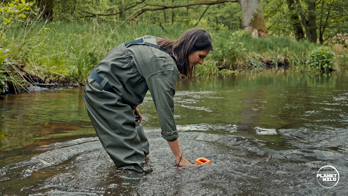 River rewilding is saving our waterways · Wild