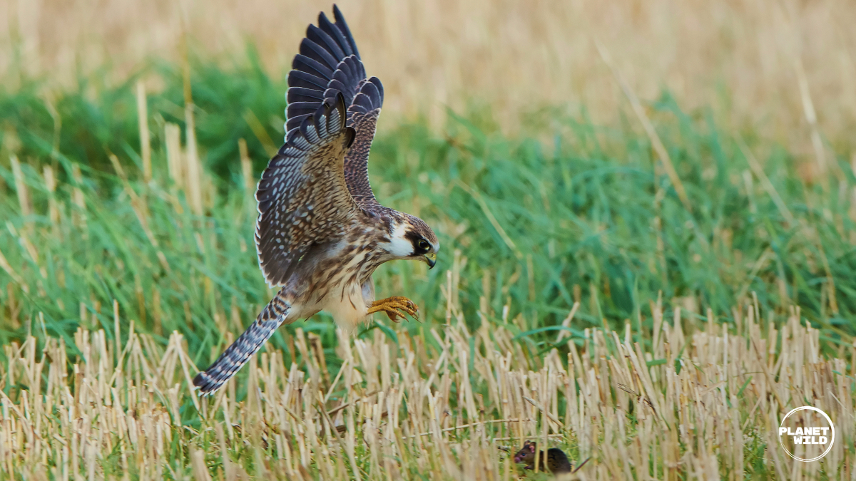 What are Europe’s most endangered predators? · Wild