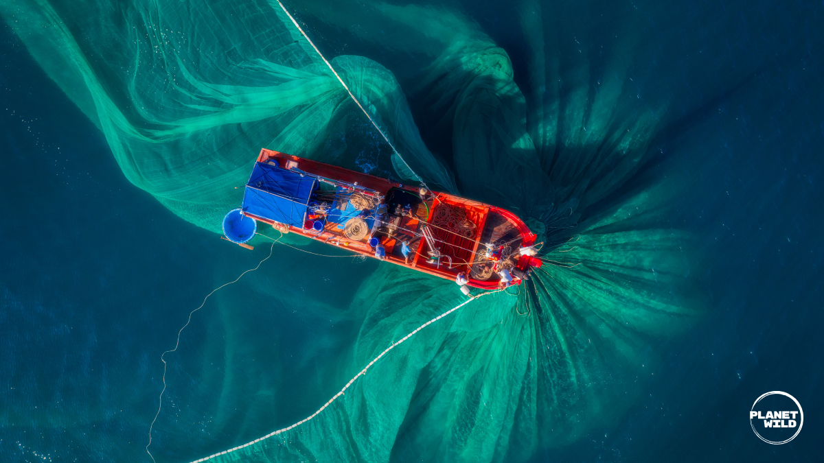Why is mass tourism so bad for our oceans? · Planet Wild