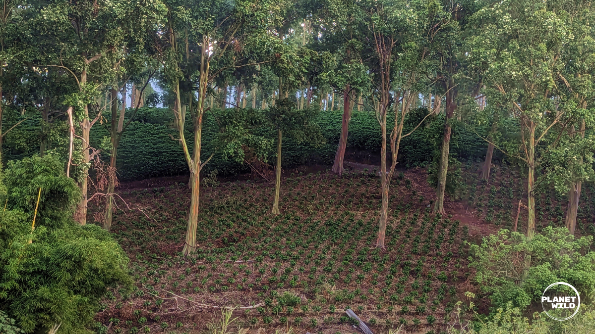 Africa's ambitious Great Green Wall Initiative · Wild