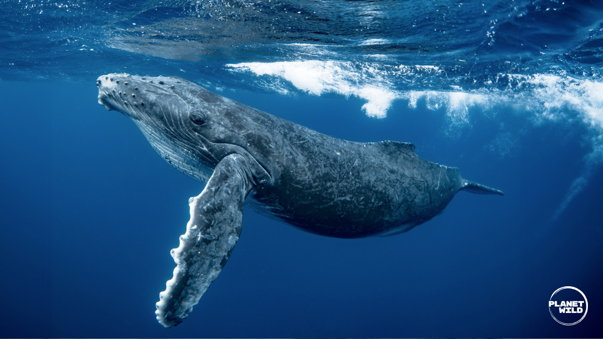 A humpback whales swimming