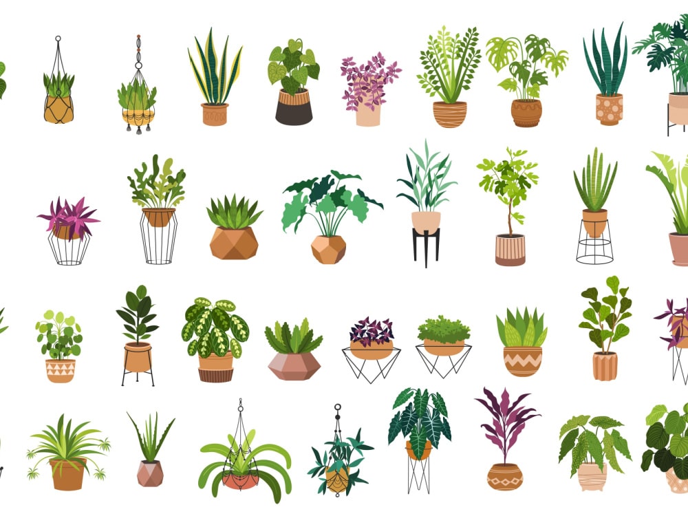 Best Indoor House Plants for Your Home and Pets Arbori