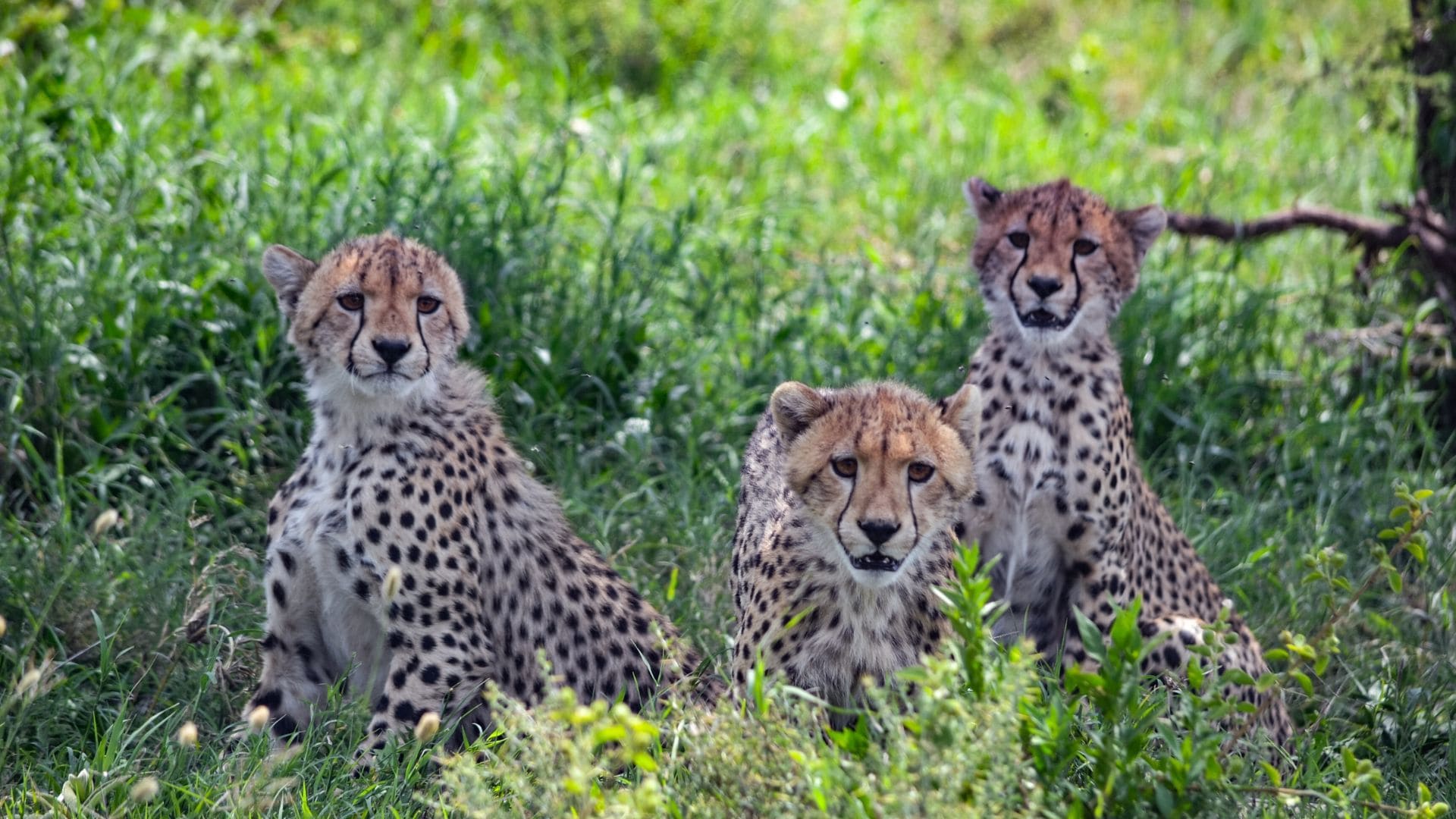 Safari Tanzania: 18 Day Safari & Serenity in Tanzania & Zanzibar