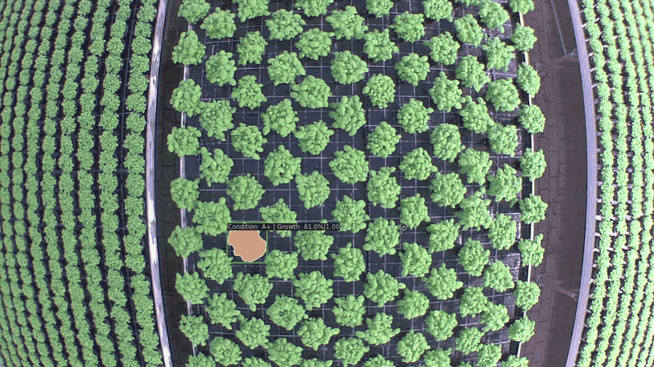 hexafarms Plant Segmentation