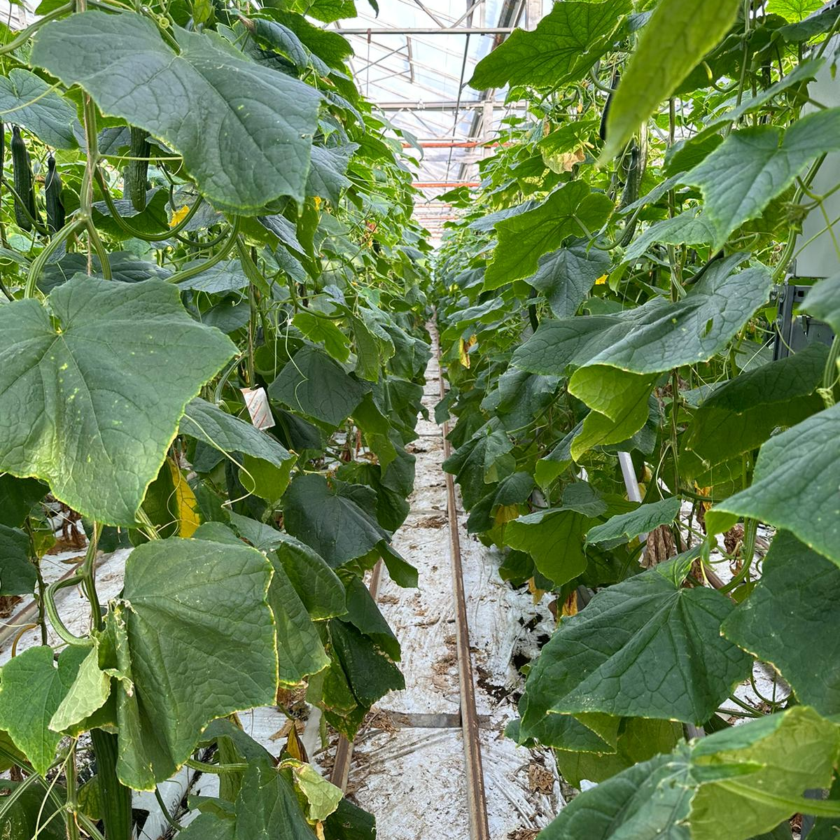 hexafarms Cucumber Greenhouse
