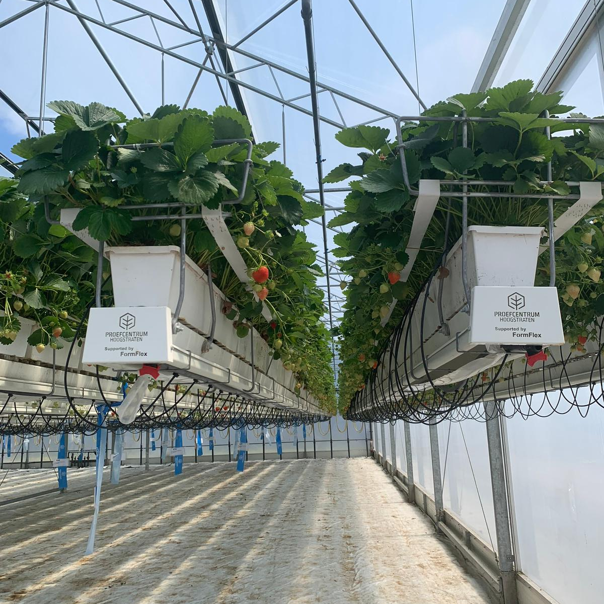 hexafarms Strawberry Greenhouse