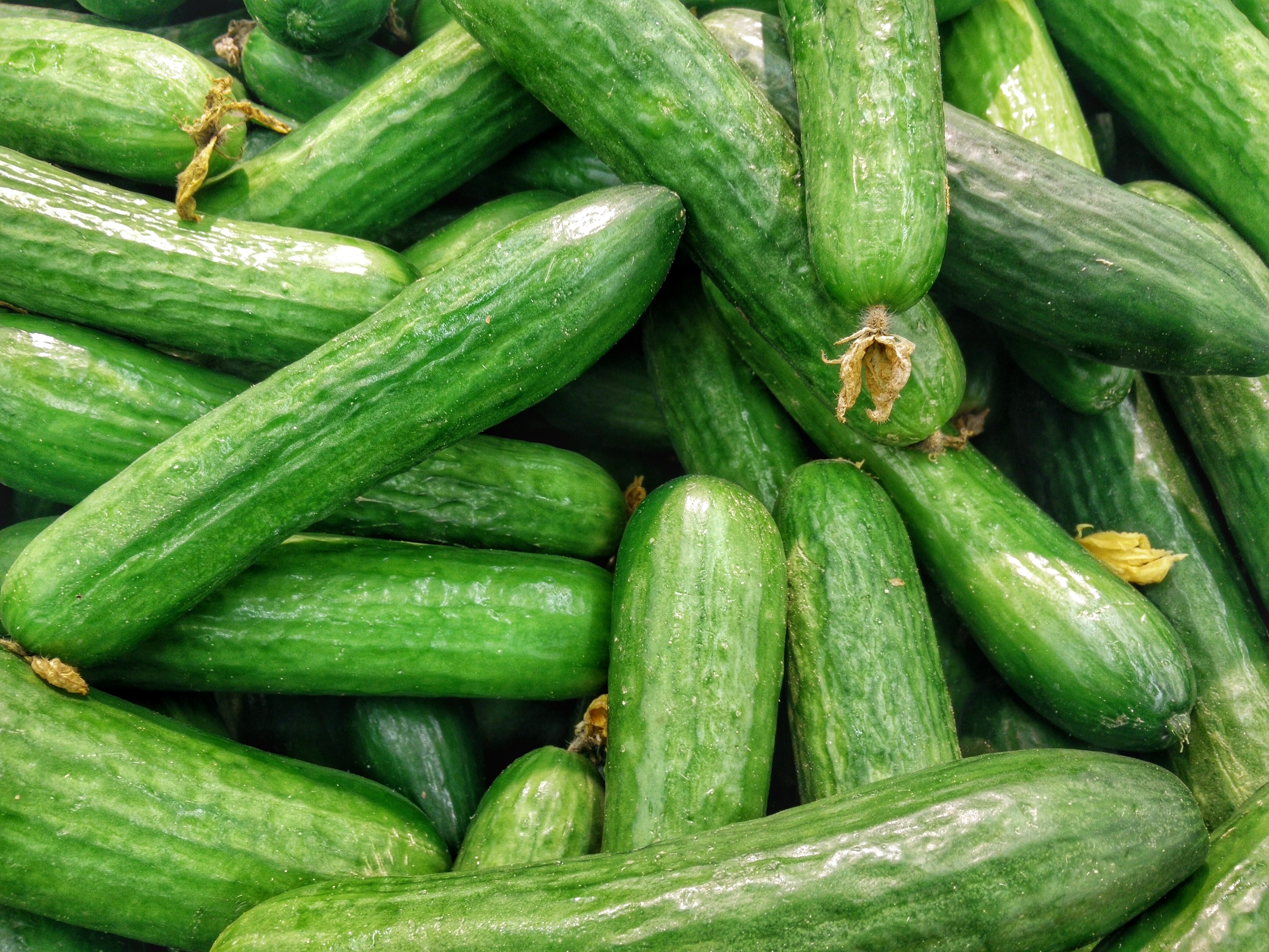 hexafarms Cucumbers