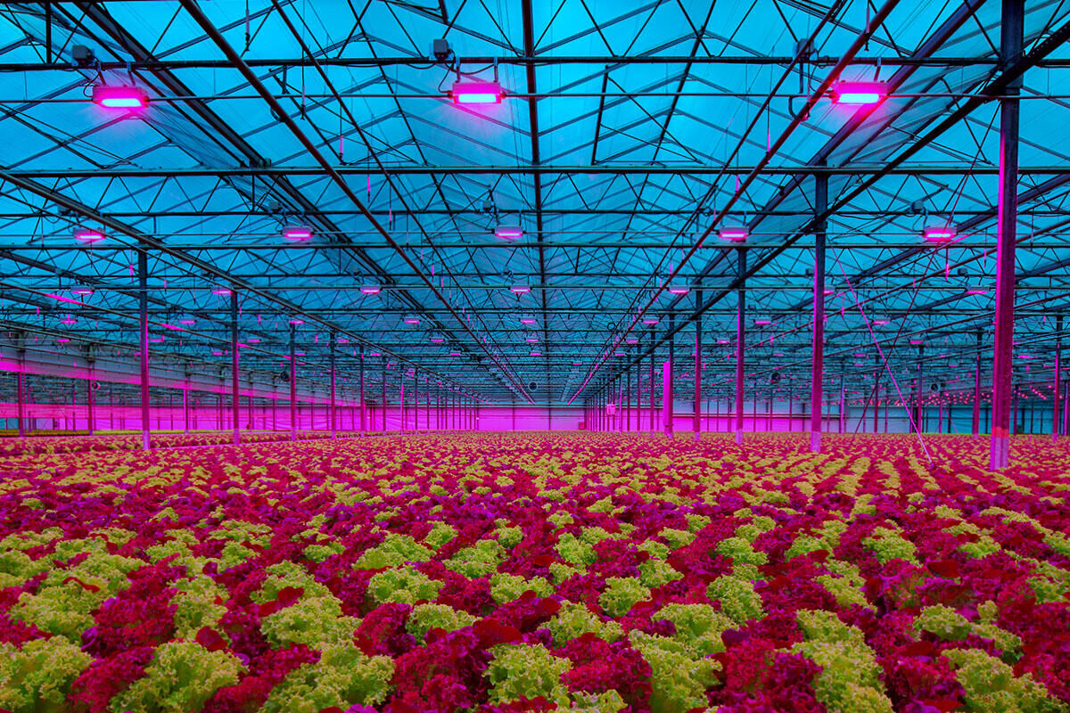 hexafarms Greenhouse