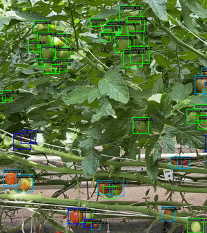 hexafarms Tomato Segmentation