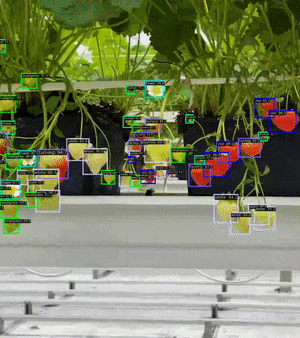  hexafarms Strawberry Segmentation