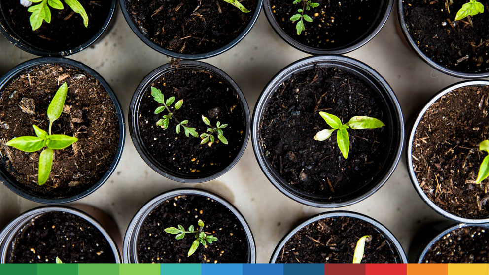 Top view of pots with small baby plants