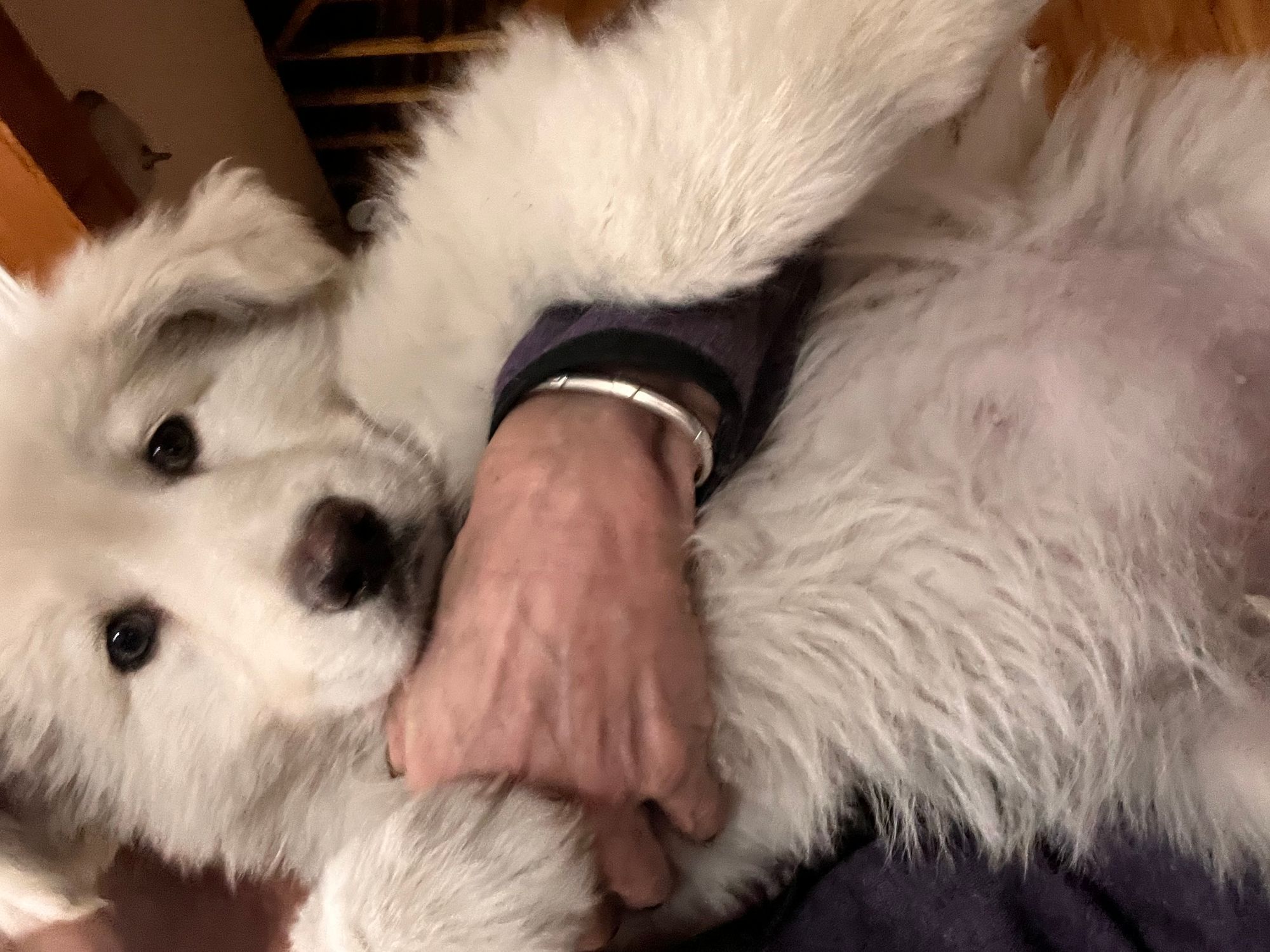 Highland Hills Shilohs