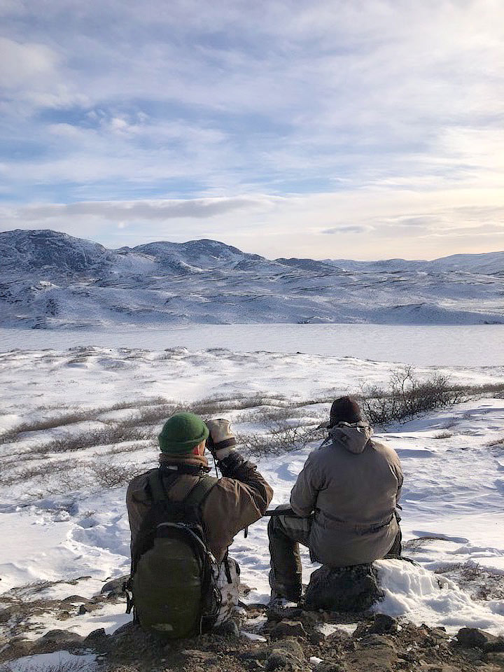 Inuit Outfitter Muskox Trophy Hunting Greenland