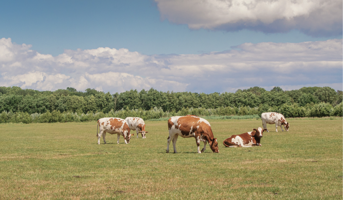 The Beef with Beef Why are Beef Prices so High?