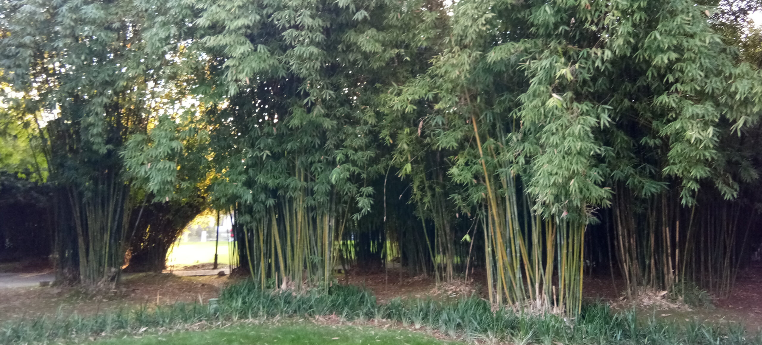 Japanese knotweed is a well known menace but bamboo can be worse...