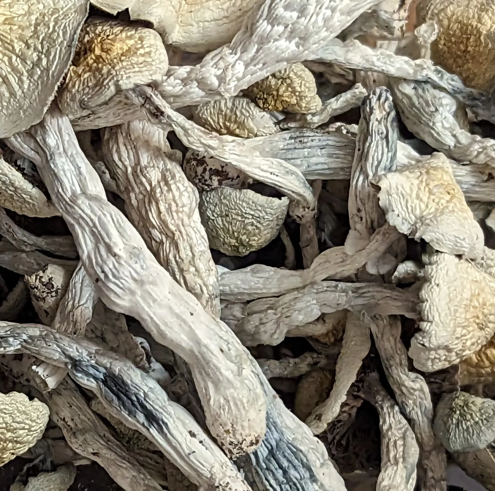 MF Shrooms Mushrooms in Ann Arbor