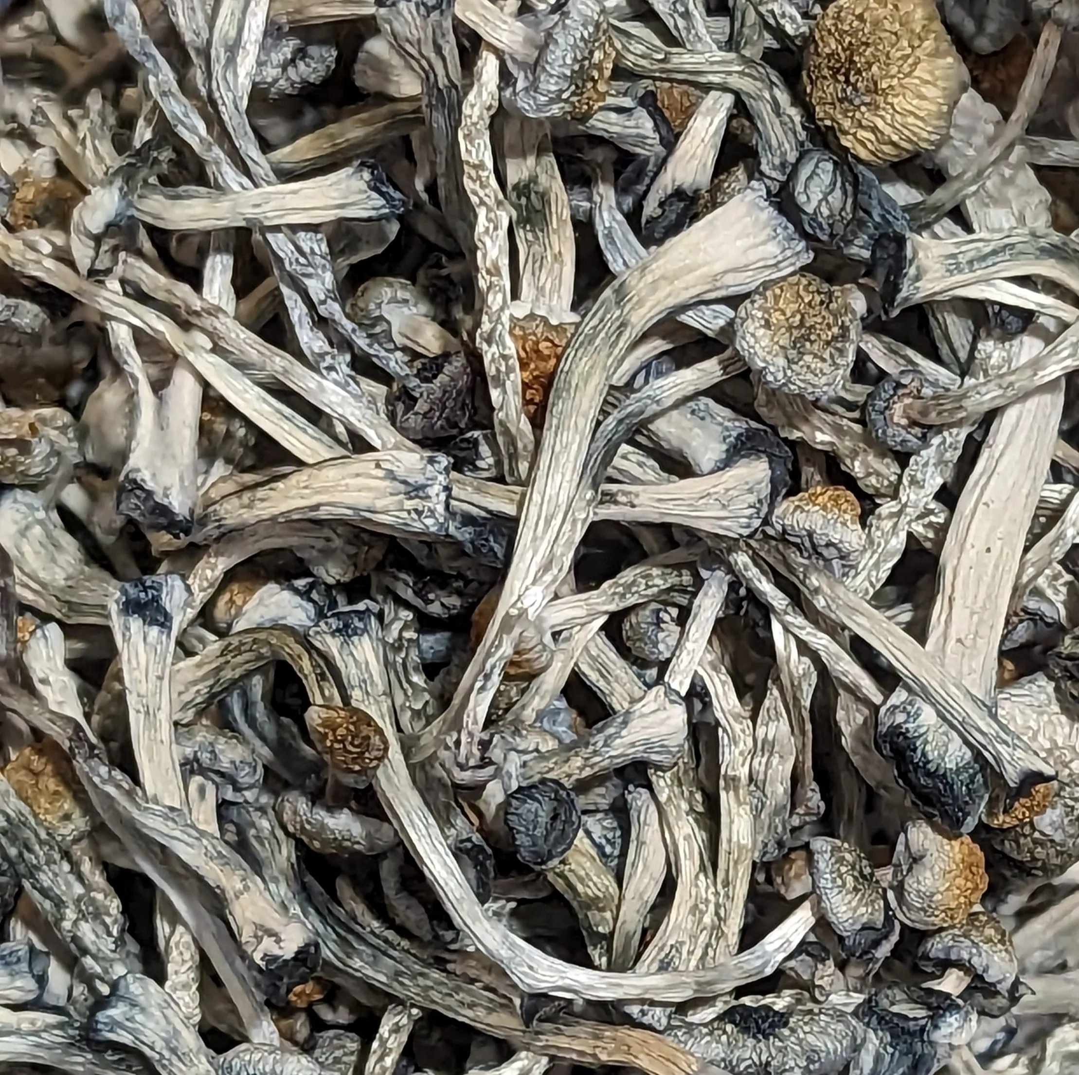 MF Shrooms Mushrooms in Ann Arbor