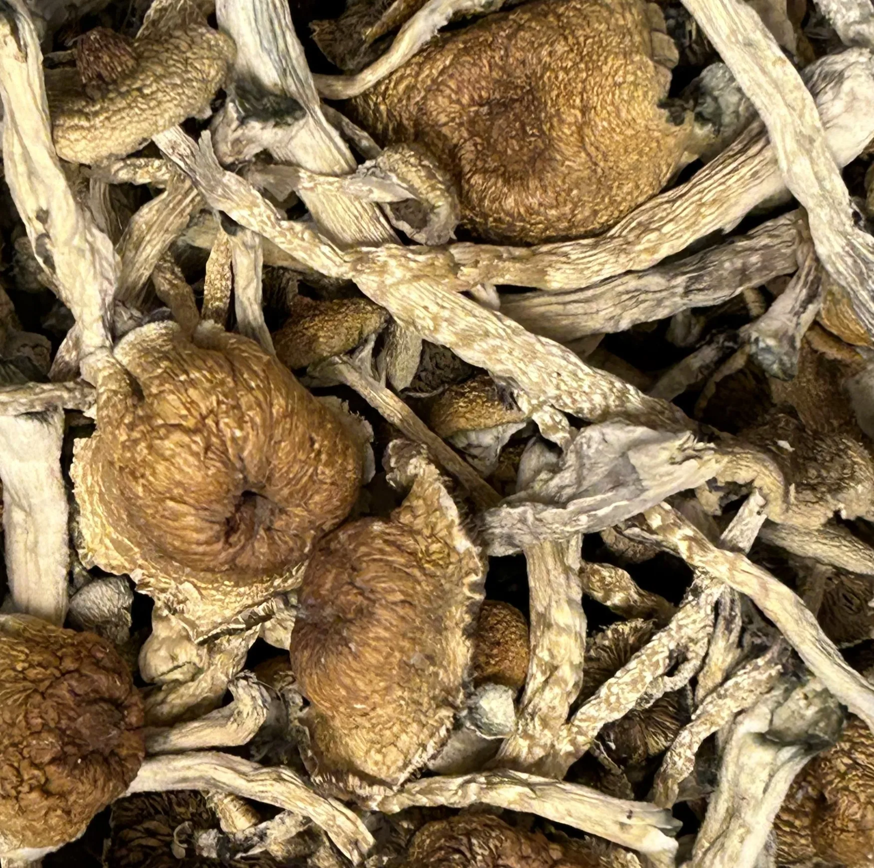 MF Shrooms Mushrooms in Ann Arbor