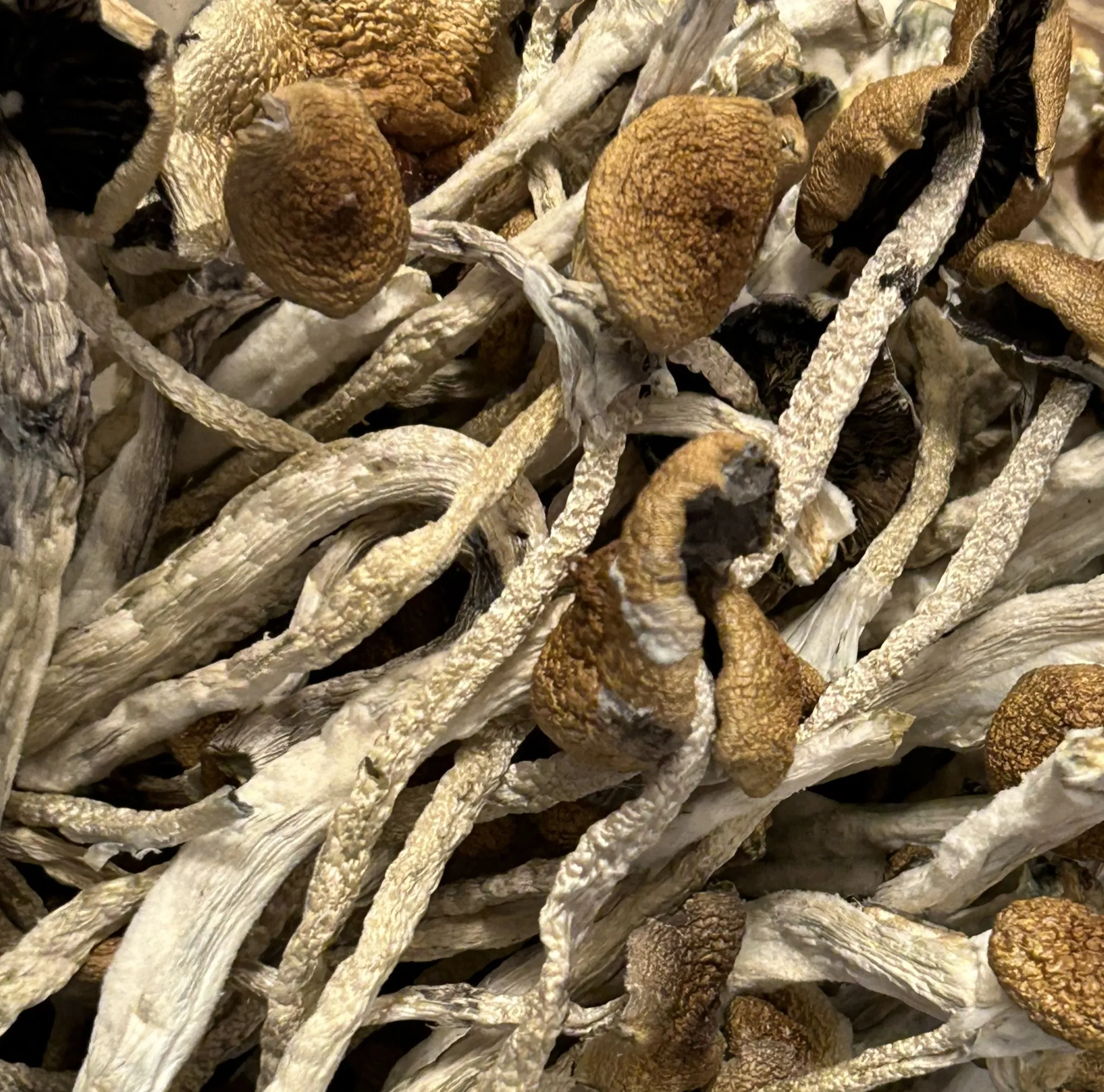 MF Shrooms Mushrooms in Ann Arbor