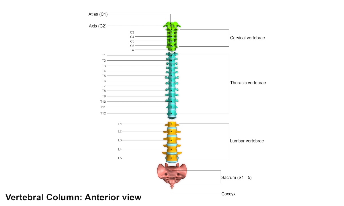 A Closer Look at Spinal Cancer Symptoms, Risks, and Early Diagnosis Ezra