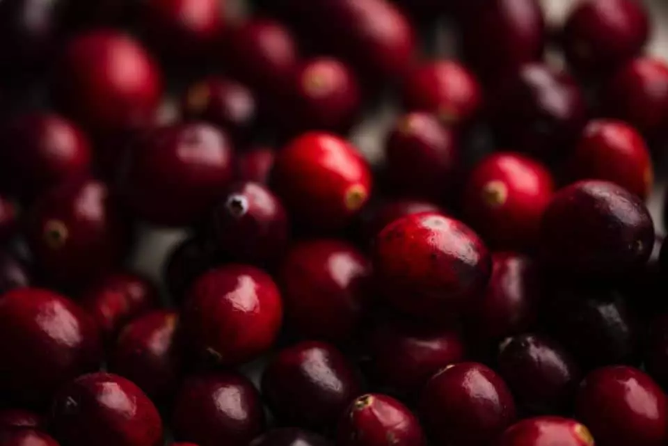 Are Cranberries Good for Dogs? Dog Lovely