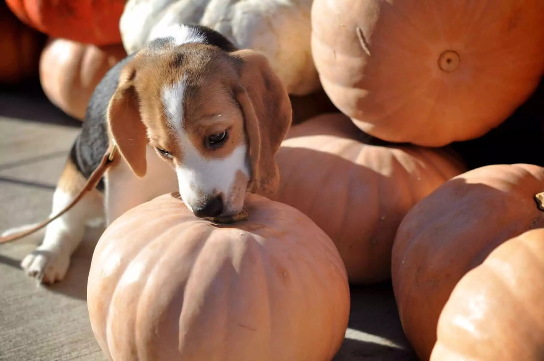 Pumpkin Vs Sweet Potato for Dogs Dog Lovely