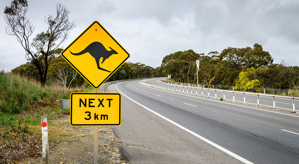 Does Car Insurance Cover Hitting An Animal? Sheen