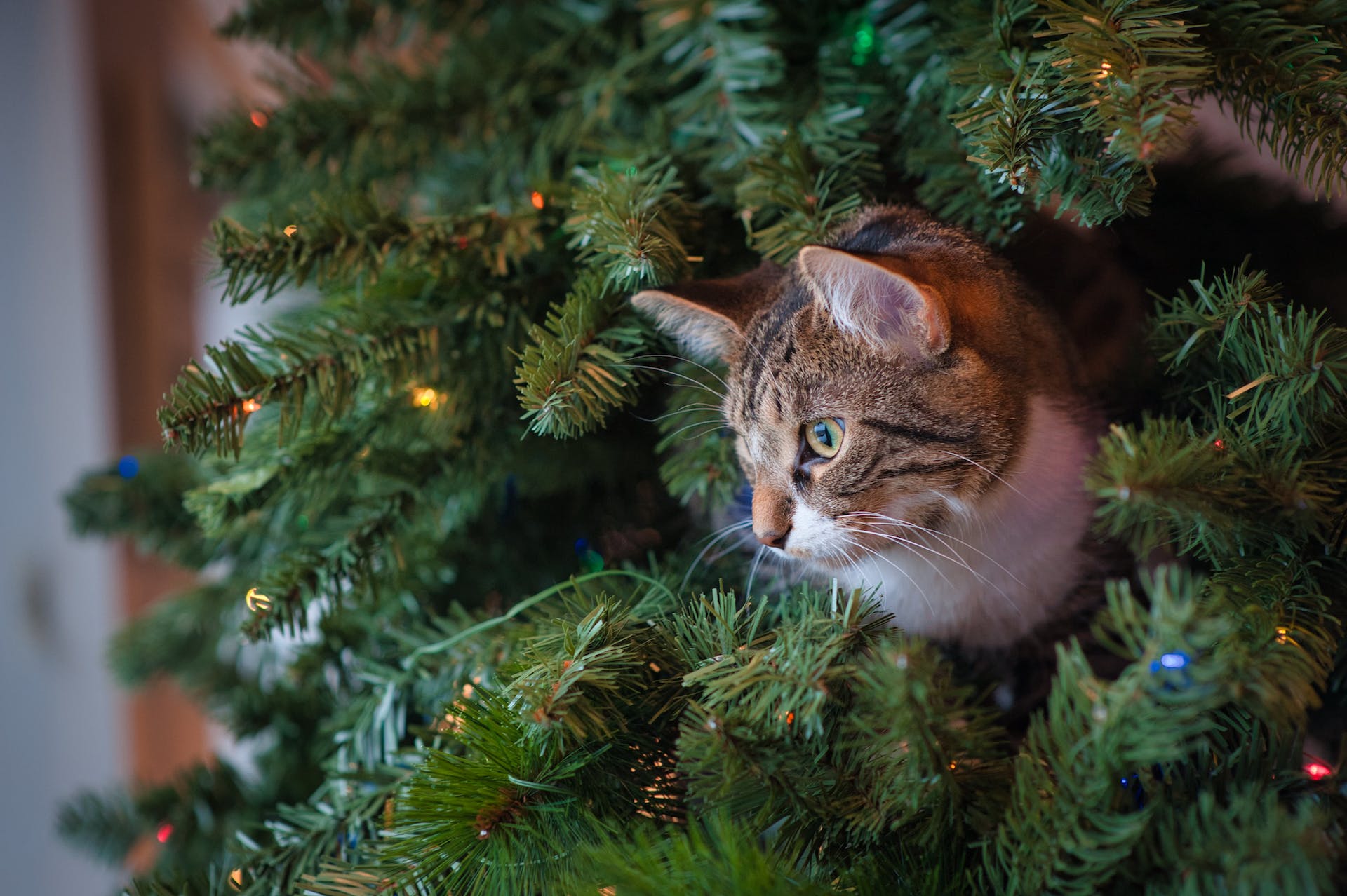 Cats & Christmas Trees (and What to do About Them)