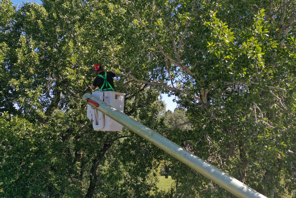 Tree Mechanics LLC About Us