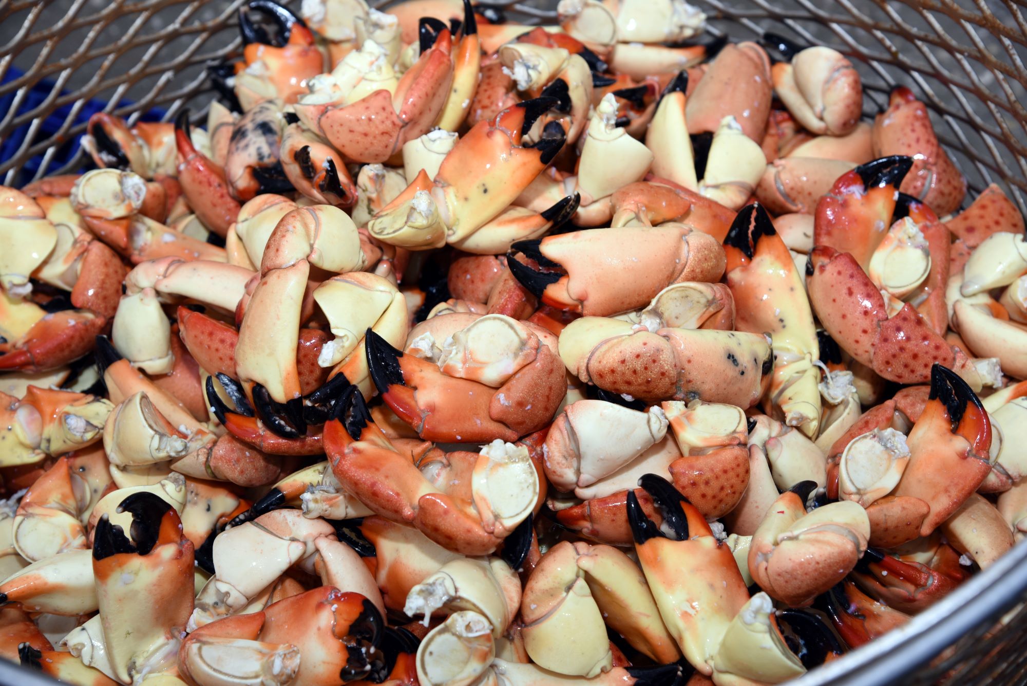 Event Recap Stone Crab Fest November 2023