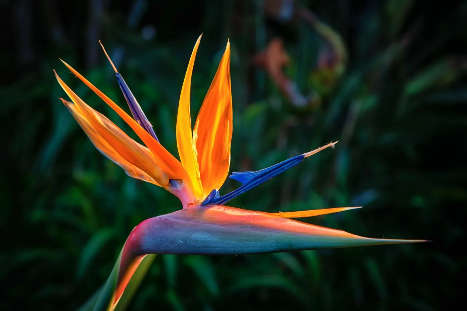 Bird Of Paradise plant
