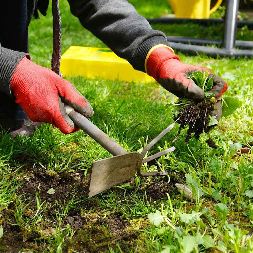 National Weed Appreciation Day March 28, 2024