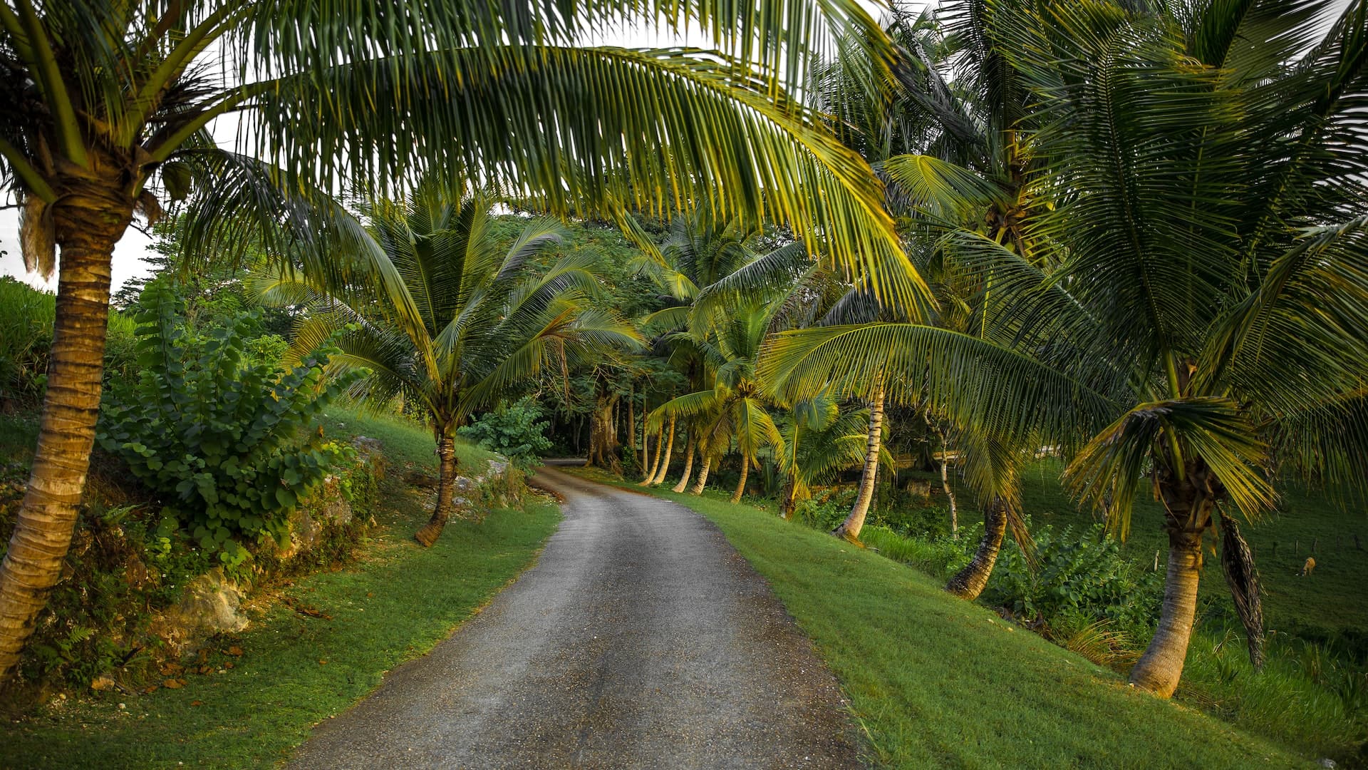 Camera Operators in Kingston, Jamaica Camera Crew for Hire