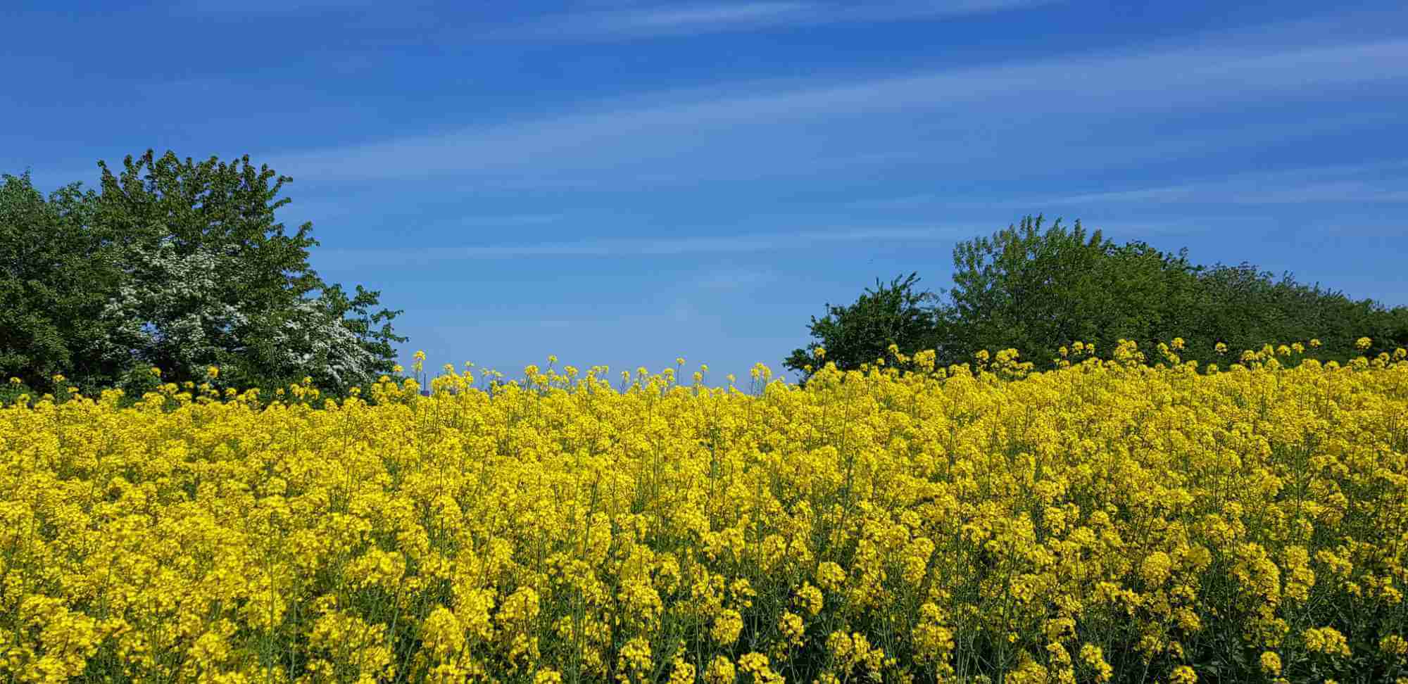 Oilseeds