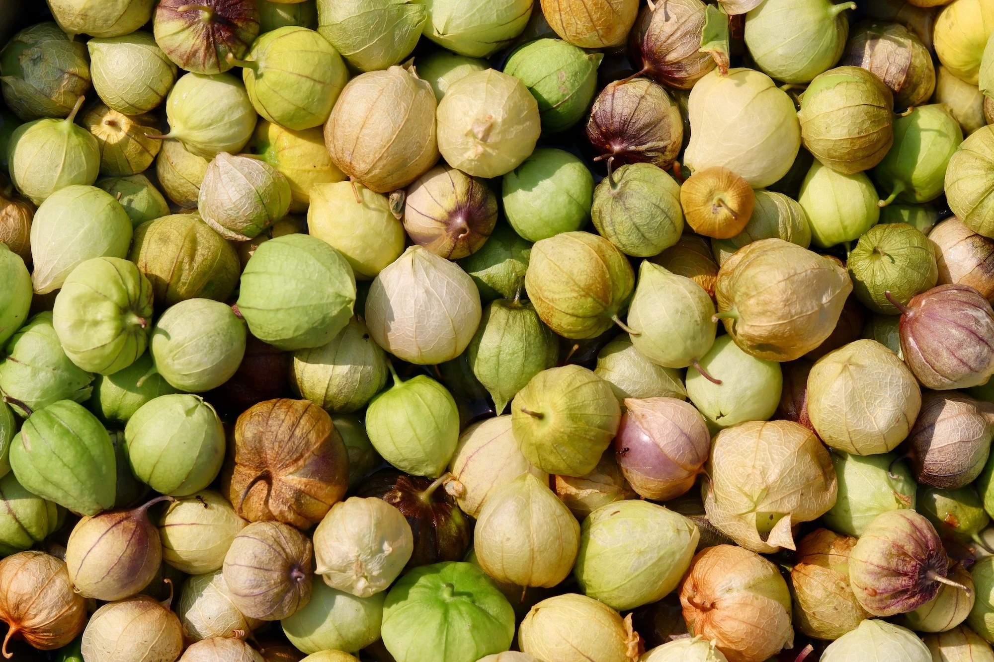 Low FODMAP Charred Tomatillo Salsa Nommy