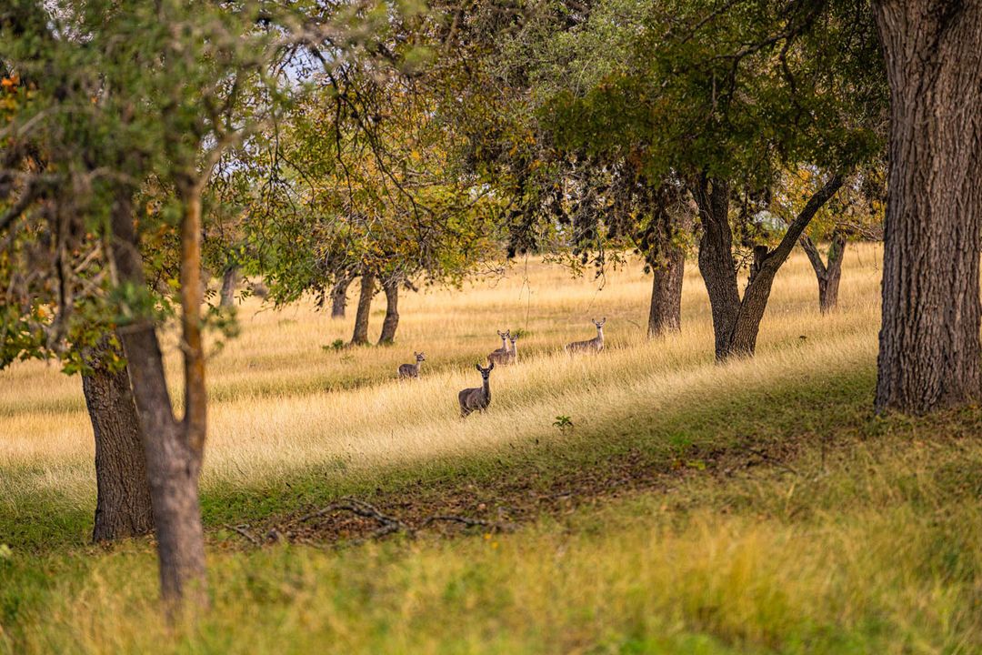 Kerr County Cypress Creek Ranch NW of Comfort Texas Ranches For Sale