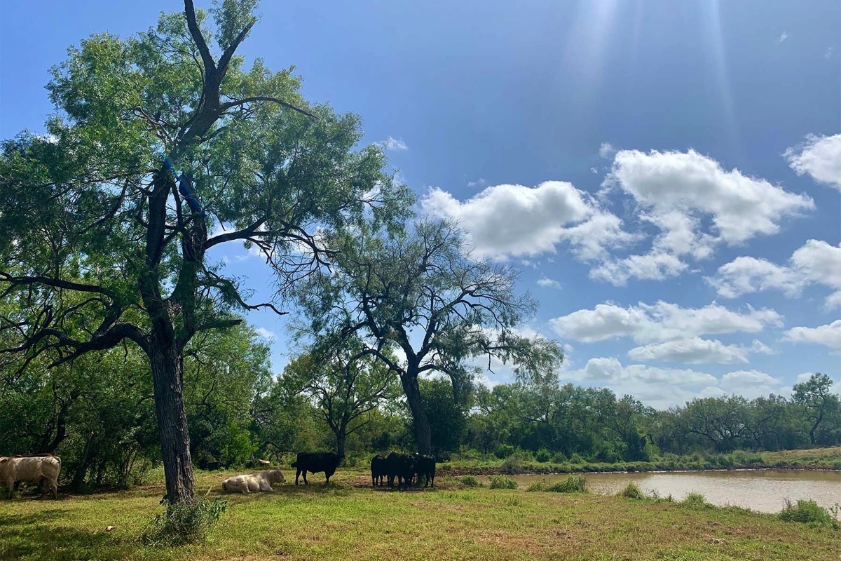 Atascosa County Bull Mesquite Ranch SW of Jourdanton Texas Ranches For Sale