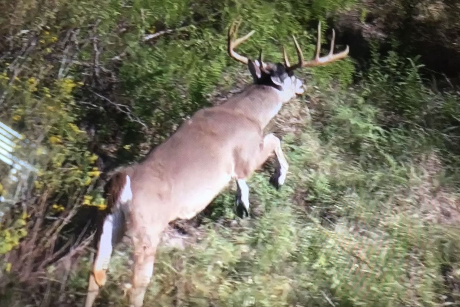 Maverick County Mavala Ranch W of La Pryor Texas Ranches For Sale