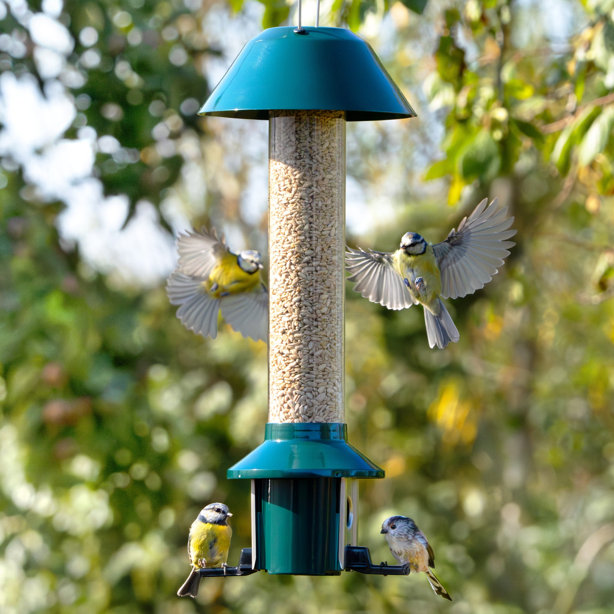 1 Bird Feeder Amazon UK