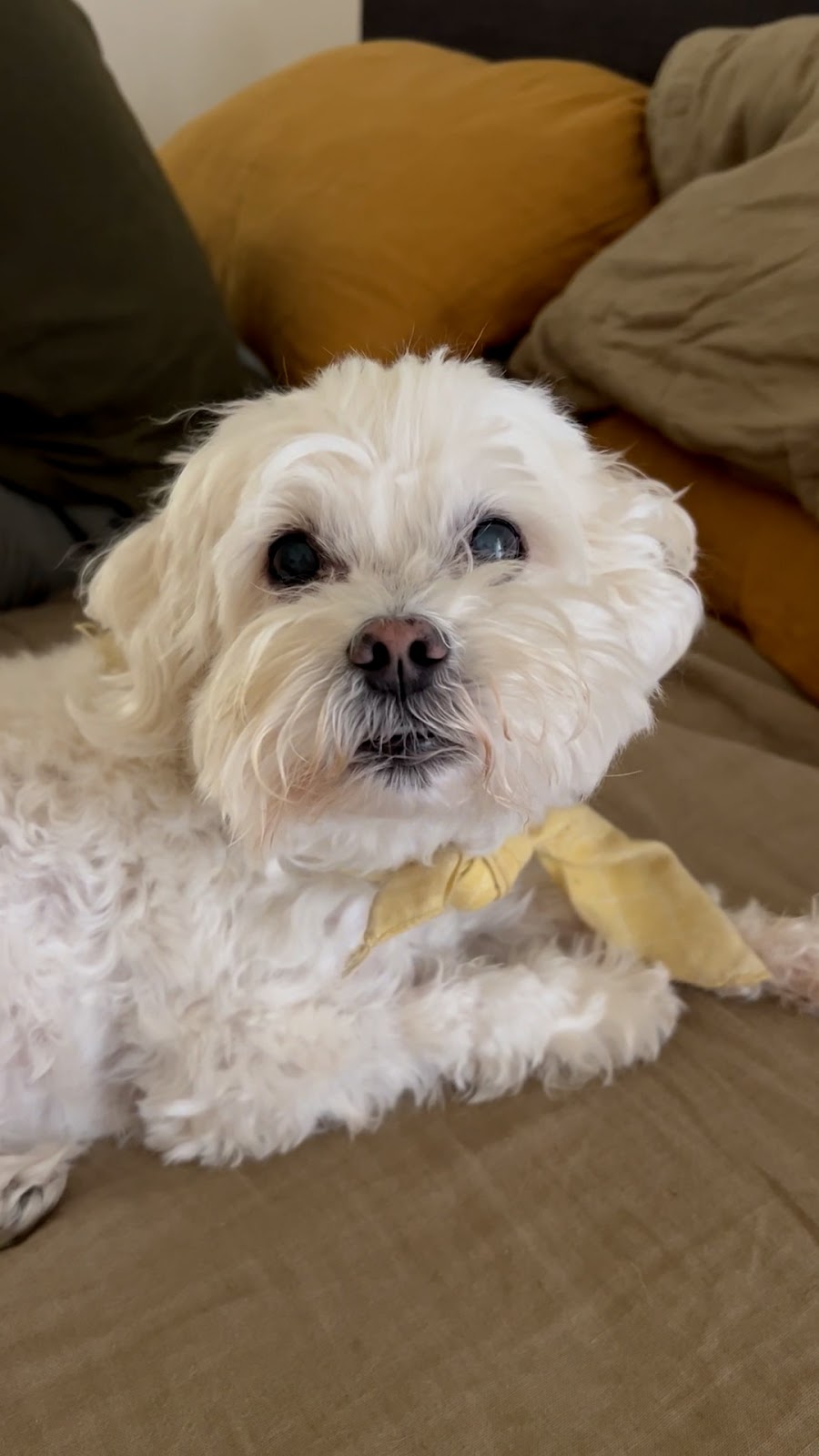 Ollie vs. The Farmer’s Dog Which Should You Feed Your Pup?