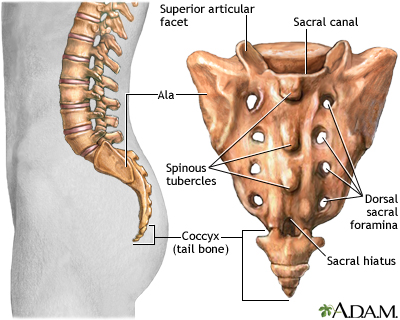 The Best Tailbone Pain Exercises | Inertia Physio