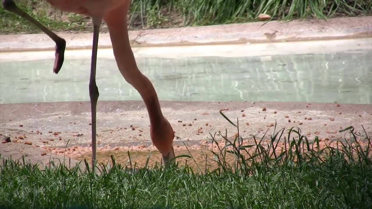 Flamingos! Fun Flamingo Facts for Kids by Kids Learning Videos