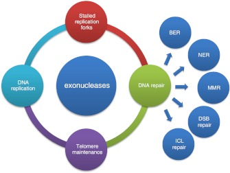 Exonuclease Overview & Definition of this Important Enzyme