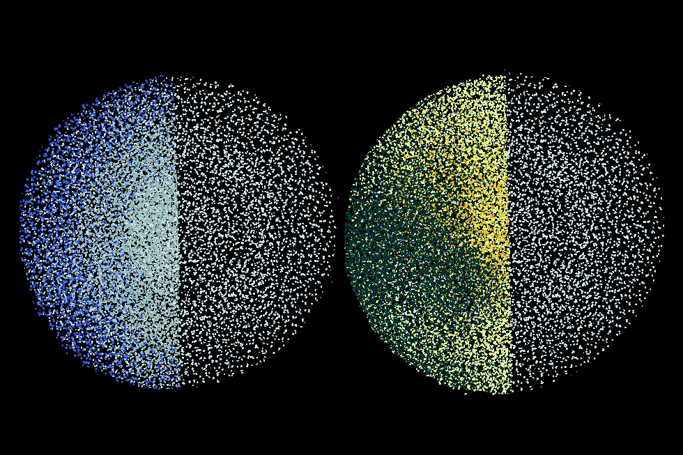 Two different images sitting next to each other, created using light sheet microscopy